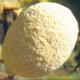 sparrowland001007.jpg