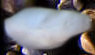 sparrowland006015.jpg